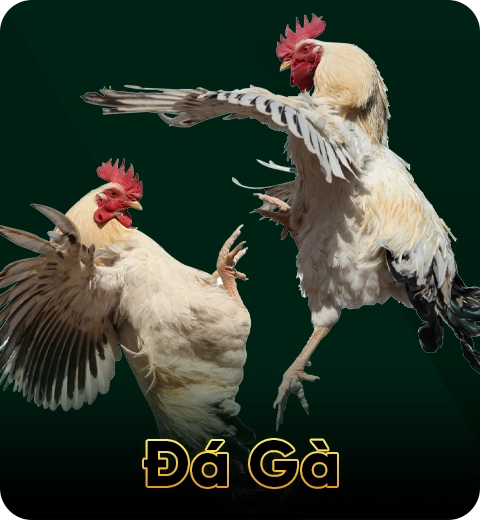 Đá gà HBBET6 – Trò chơi gay cấn, thưởng lớn 2025